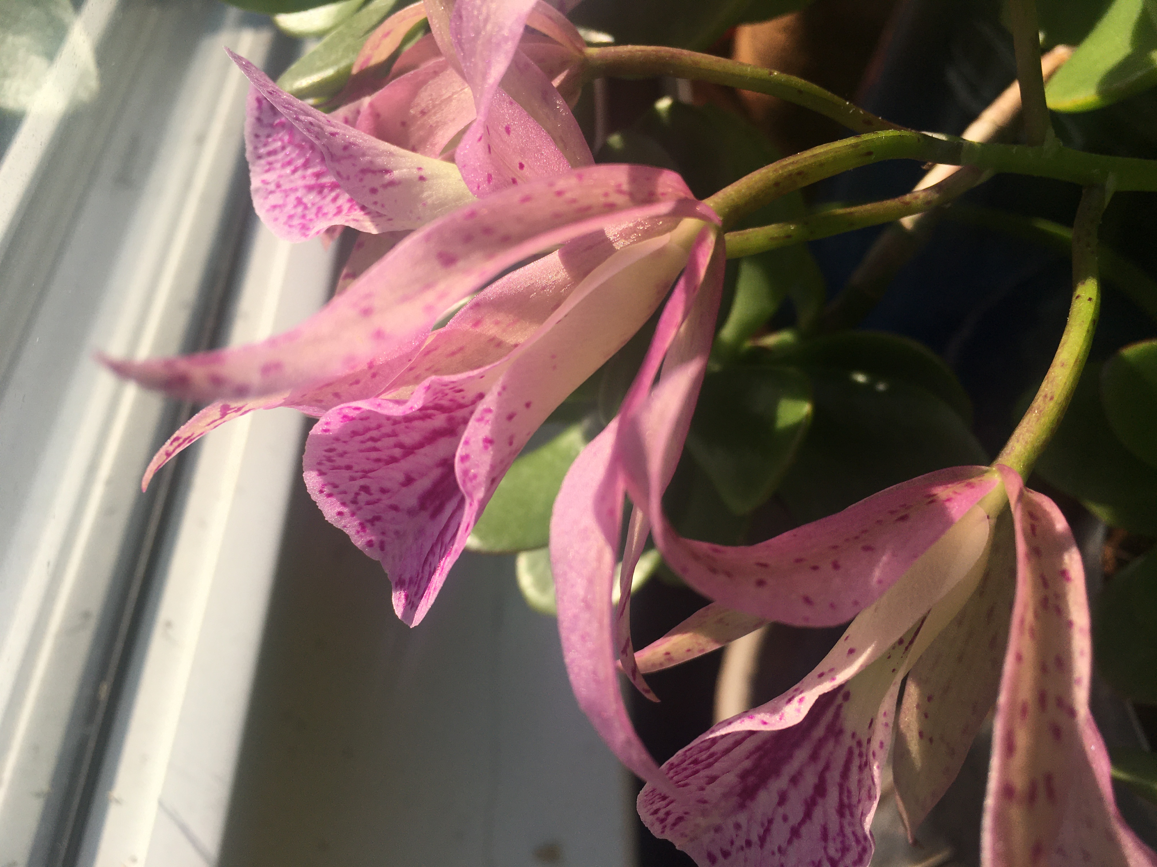 a speckled light pink flower with very long petals and a tube in the middle with a circular lip