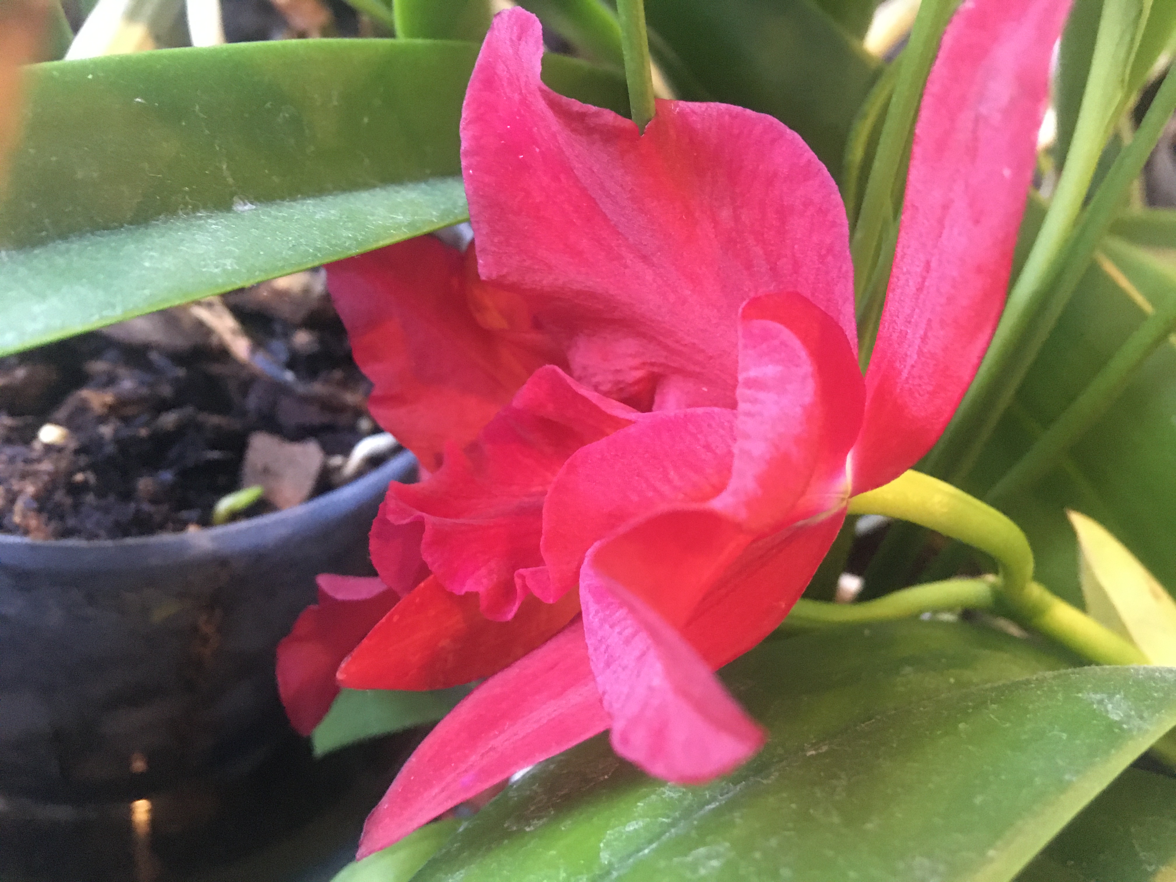a deep red Cattleya flower with ruffled petals