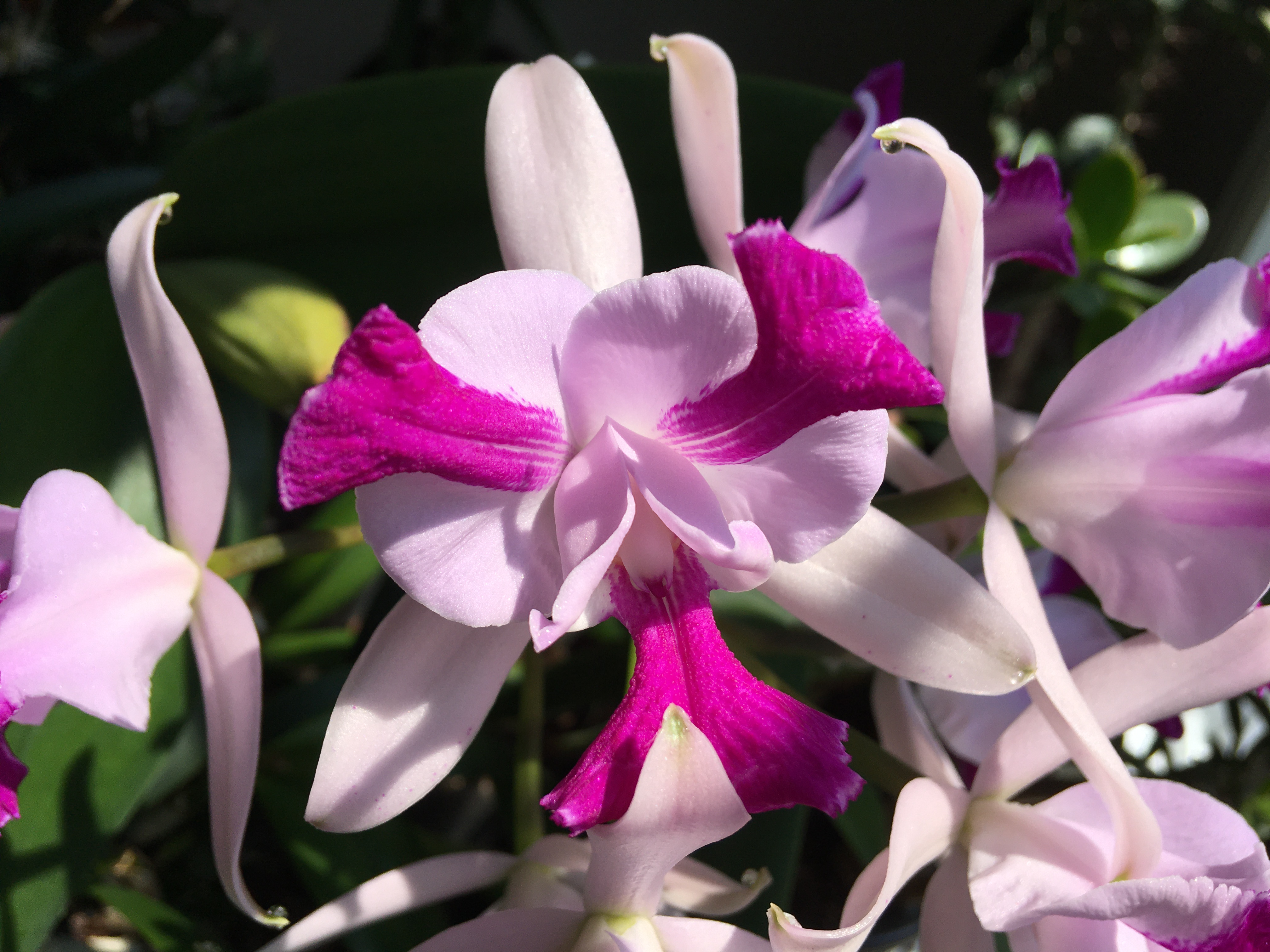 a large white and pink flower; the petals stick out a lot and have fringed edges