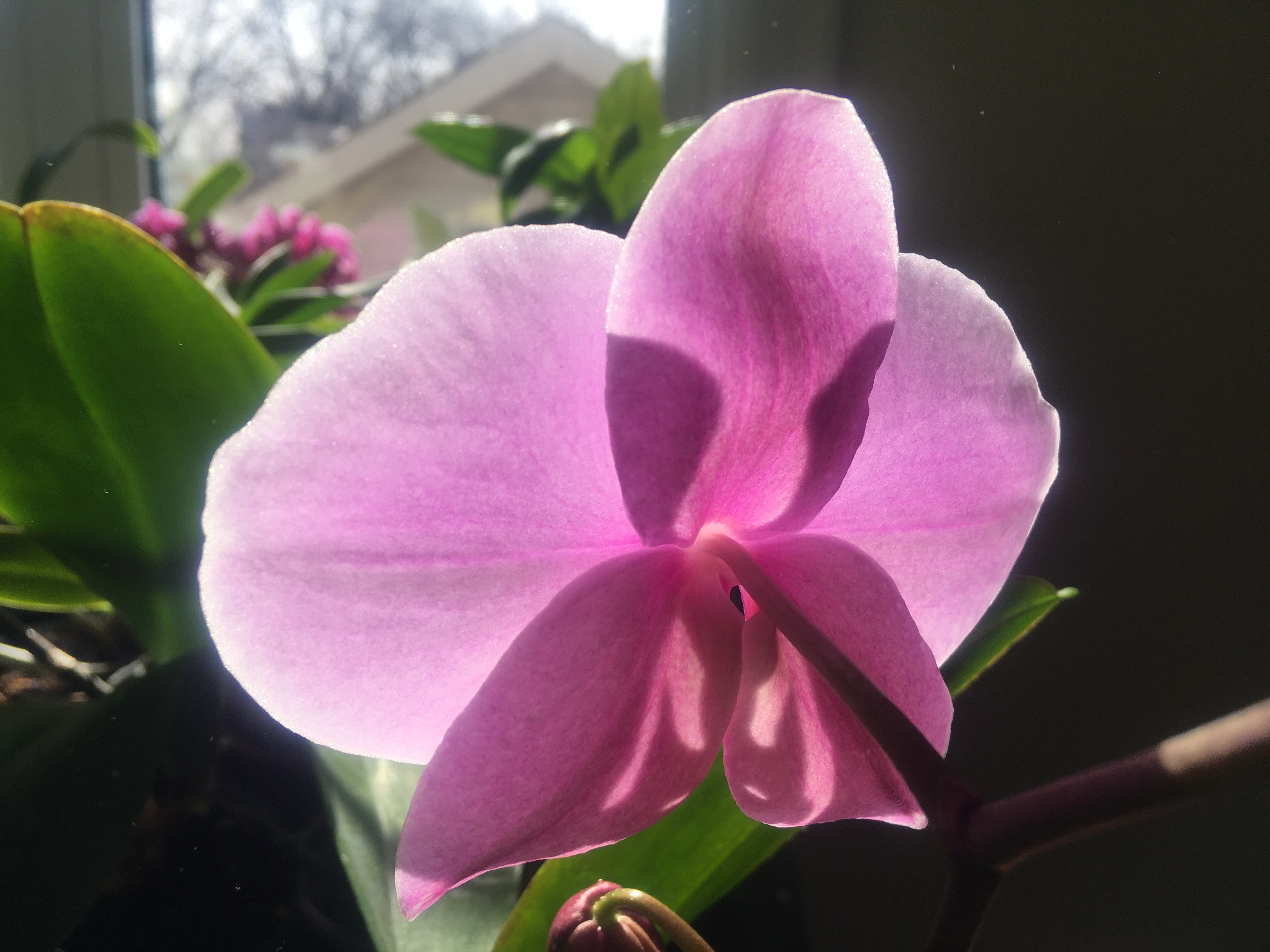 a large pink Phalaenopsis flower, viewed from the back with light shining through
