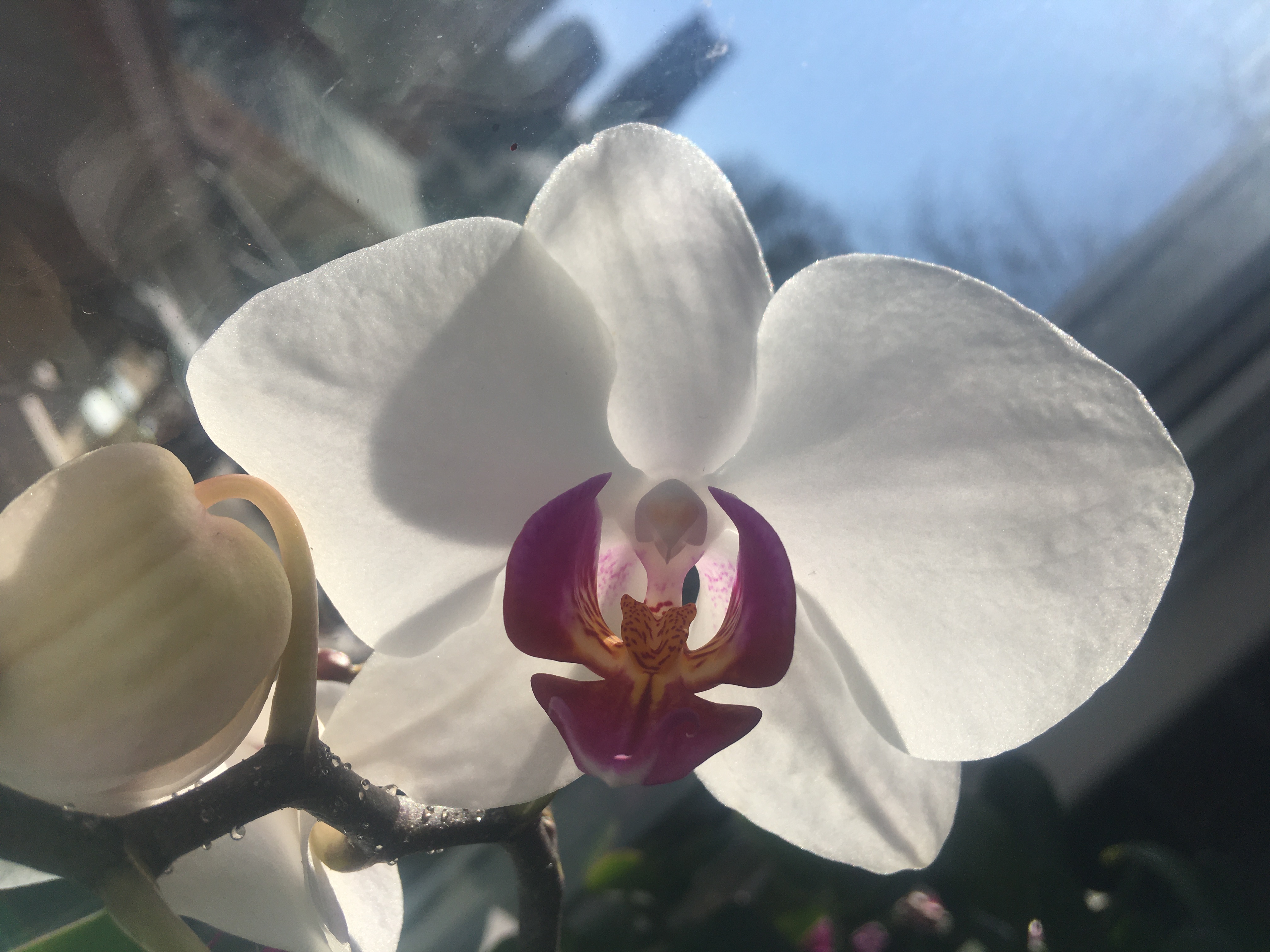 a large Phalaenopsis flower with white petals and a pink and orange lip; another bud is developing