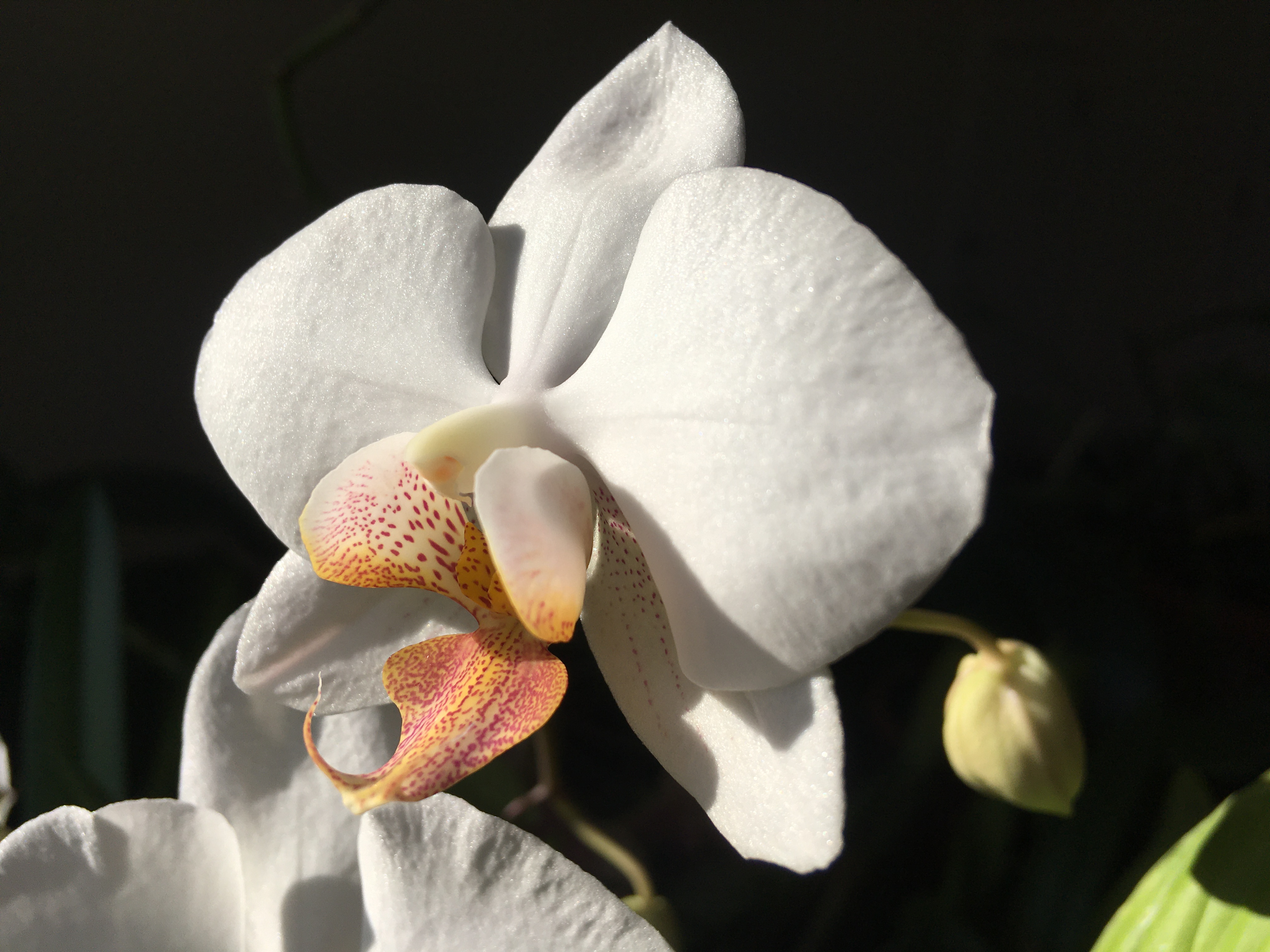 a large Phalaenopsis flower with white petals and a speckled brownish-orange lip