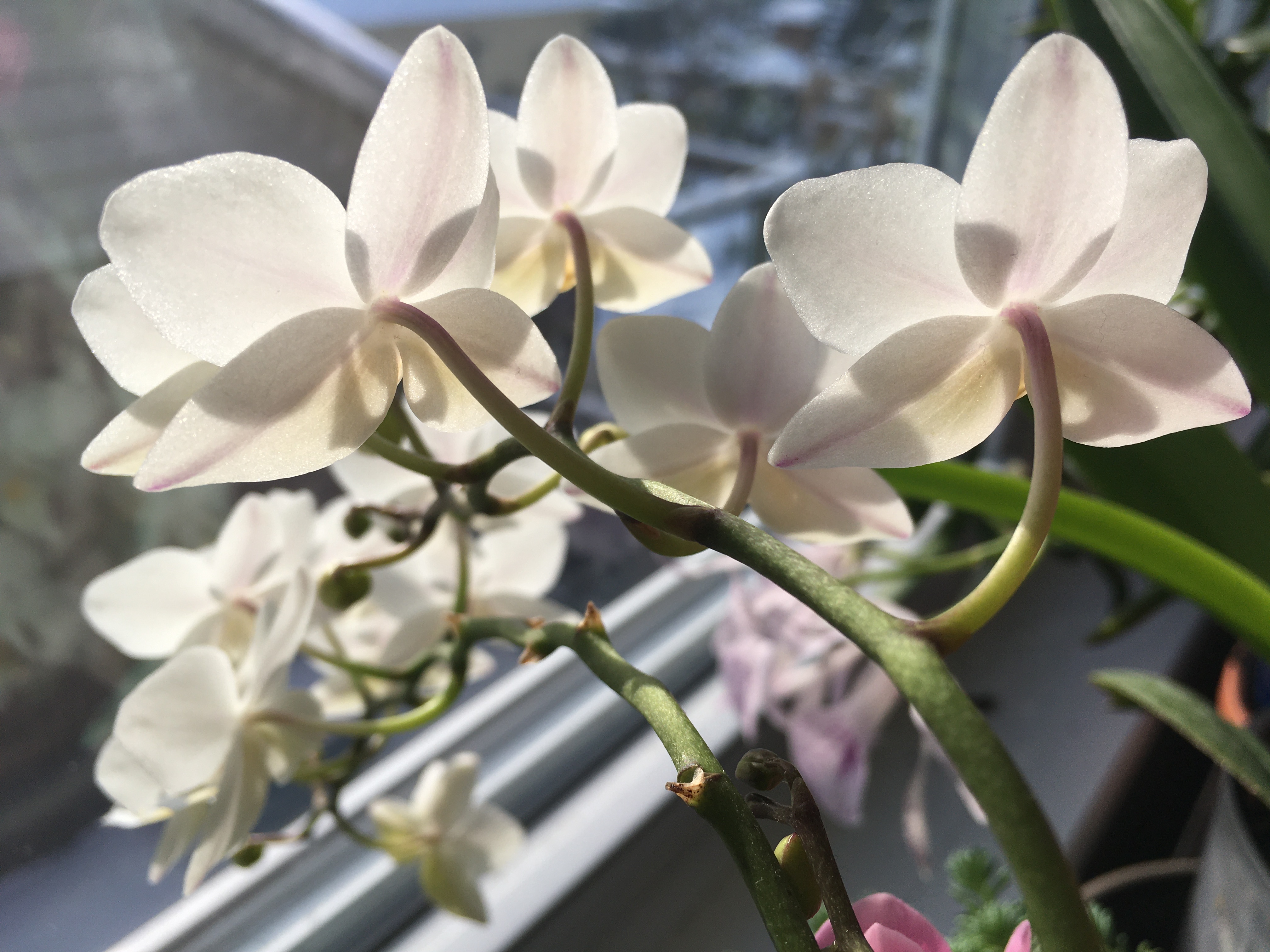 a scattering of little white Phalaenopsis flowers, viewed from behind